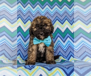 Saint Berdoodle Puppy for sale in OXFORD, PA, USA