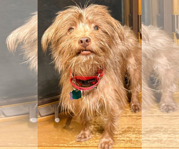 Medium Photo #1 Chihuahua-Unknown Mix Puppy For Sale in New London, WI, USA