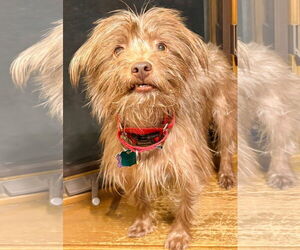 Chihuahua Mix Dog for Adoption in New London, Wisconsin USA