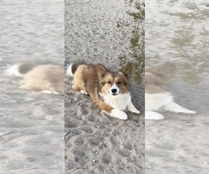 Father of the American Corgi puppies born on 03/12/2025