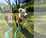 Small #3 Australian Shepherd