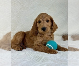 Goldendoodle (Miniature) Puppy for sale in GREENFIELD, IN, USA