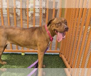 American Pit Bull Terrier-Unknown Mix Dogs for adoption in Las Vegas, NV, USA
