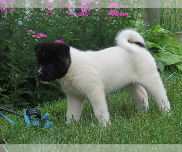 Medium Photo #2 Akita Puppy For Sale in MOUNT SOLON, VA, USA