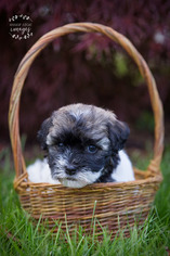 Havanese Puppy for sale in SHELBY, OH, USA