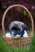 Small Photo #1 Havanese Puppy For Sale in SHELBY, OH, USA