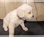 Small Photo #5 Golden Retriever Puppy For Sale in WOOSTER, OH, USA
