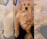 Small #10 Golden Retriever