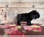 Small Photo #6 Bernedoodle (Miniature) Puppy For Sale in VERMONTVILLE, MI, USA