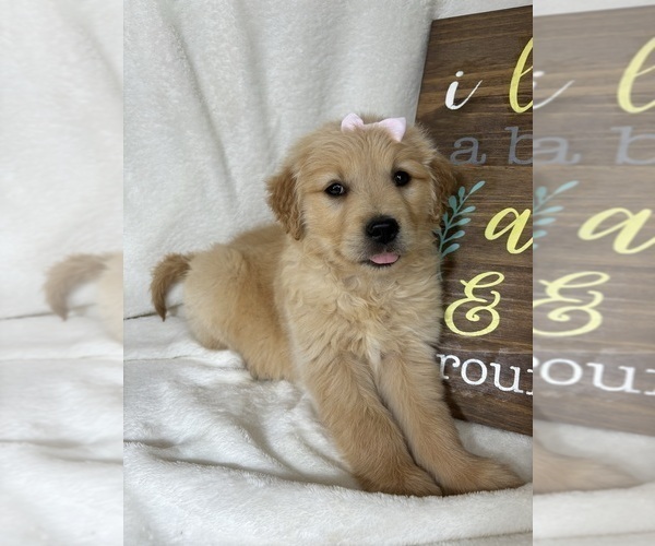 Medium Photo #5 Golden Retriever Puppy For Sale in GREENFIELD, IN, USA