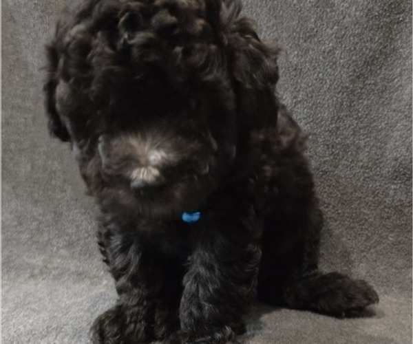 Medium Photo #7 Whoodle (Miniature) Puppy For Sale in KATY, TX, USA