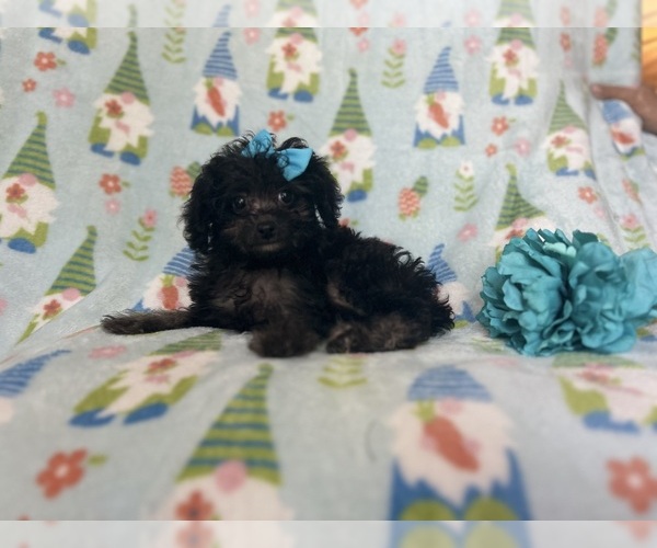 Medium Photo #3 Cavapoo Puppy For Sale in LAKELAND, FL, USA