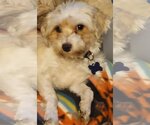Small Photo #3 Havanese Puppy For Sale in Gulfport, MI, USA