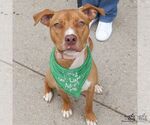 Small #5 Labrador Retriever Mix