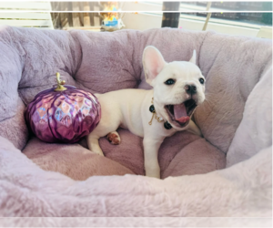 French Bulldog Puppy for sale in SACRAMENTO, CA, USA