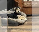 Small #6 Labrador Retriever-Siberian Husky Mix