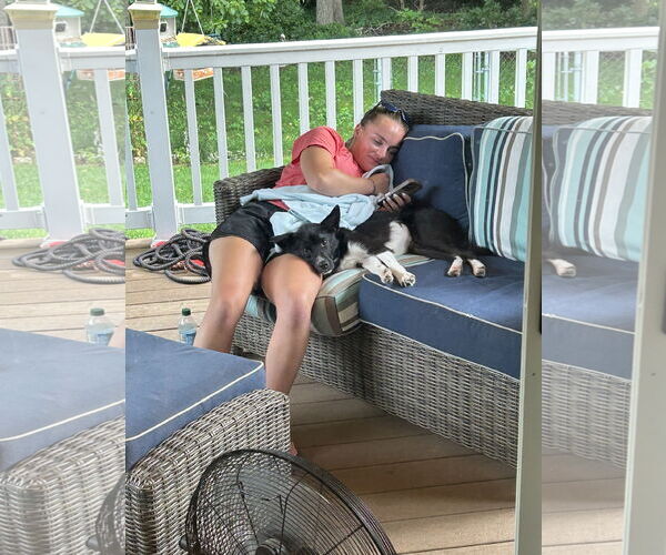 Medium Photo #11 Border Collie-Unknown Mix Puppy For Sale in Doylestown, PA, USA