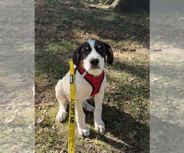 Medium Photo #7 Border-Aussie Puppy For Sale in New York, NY, USA