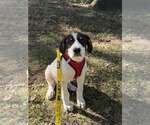 Small #6 Border-Aussie