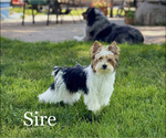 Small Photo #1 Biewer Yorkie Puppy For Sale in WEST BRANCH, MI, USA