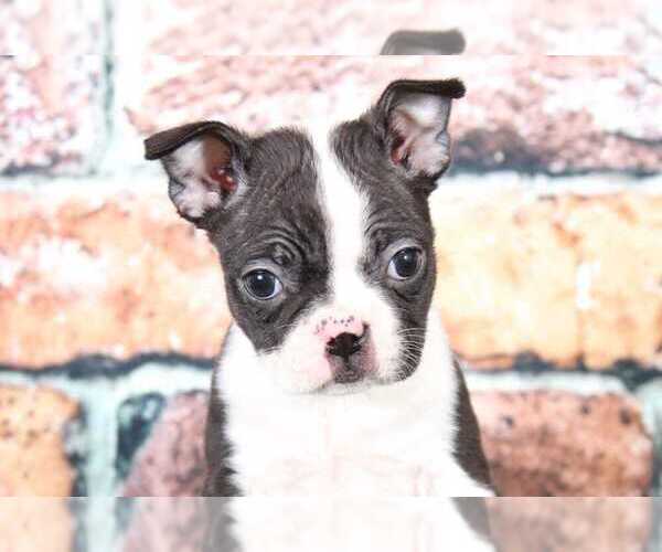Medium Photo #2 Boston Terrier Puppy For Sale in BEL AIR, MD, USA