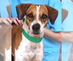 Small Beagle Mix