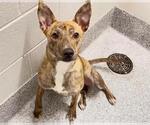 Small #2 Plott Hound Mix
