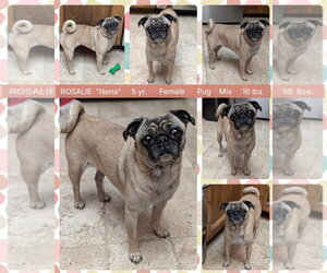 Pug Dogs for adoption in Mesa, AZ, USA