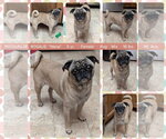 Small Pug