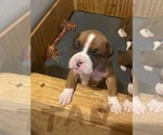 Small #3 Boxer