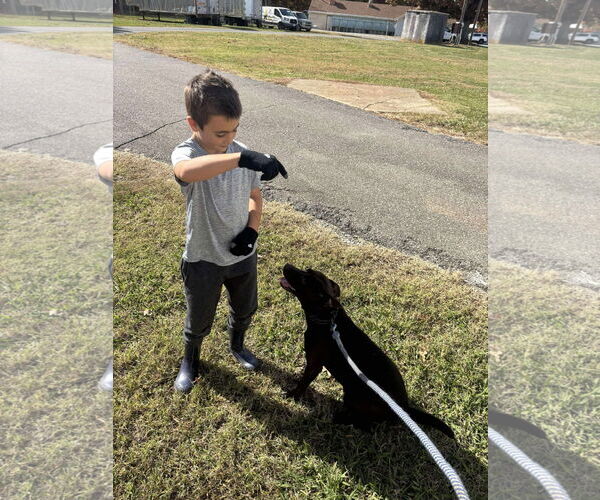 Medium Photo #7 Beagle-Unknown Mix Puppy For Sale in Rustburg, VA, USA