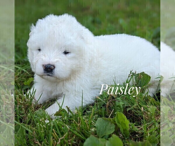 Medium Photo #1 Samoyed Puppy For Sale in WITHEE, WI, USA