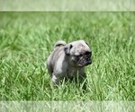 Small #5 Pug