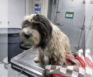 Mutt Dog for Adoption in Long Beach, California USA