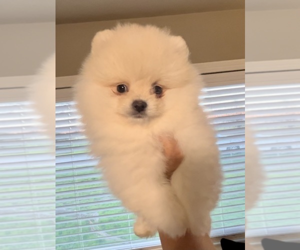 Medium Photo #1 Pomeranian Puppy For Sale in REDDING, CA, USA