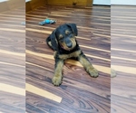 Small Photo #3 Airedale Terrier Puppy For Sale in CAMBRIDGE, OH, USA