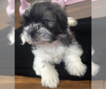 Small Shih Tzu