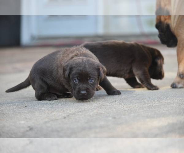 Medium Photo #4 Labrador Retriever Puppy For Sale in COVINGTON, TN, USA