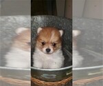 Small Photo #6 Pomeranian Puppy For Sale in BOCA RATON, FL, USA