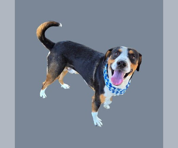 Medium Photo #1 Mutt Puppy For Sale in Bakersfield, CA, USA