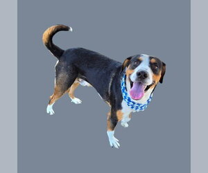 Mutt Dogs for adoption in Bakersfield, CA, USA