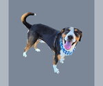 Small Mutt