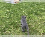 Small Photo #26 American Bully Puppy For Sale in OVERLAND, KS, USA