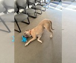 Small #7 Mastiff Mix
