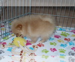 Small #2 Pomeranian