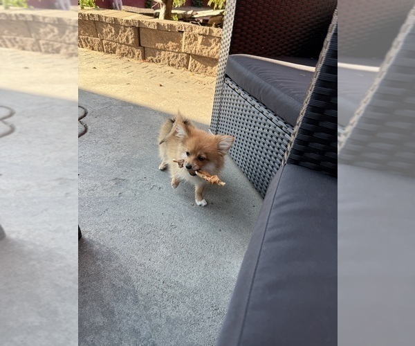 Medium Photo #8 Pomeranian Puppy For Sale in DENVER, CO, USA