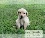 Small #3 Golden Retriever