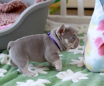 Small Photo #8 French Bulldog Puppy For Sale in GREENPORT, NY, USA