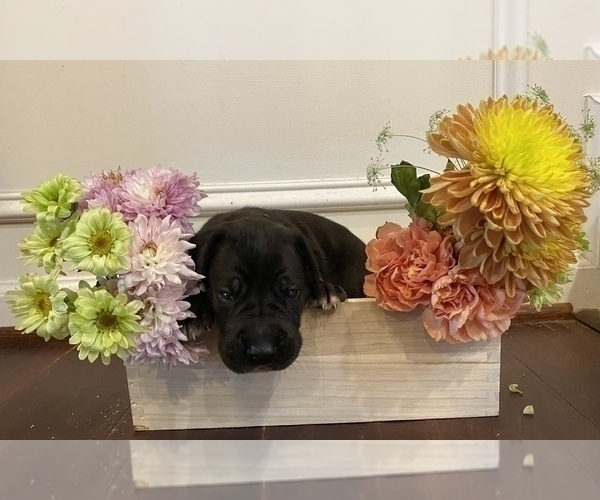 Medium Photo #15 Great Dane Puppy For Sale in ALDIE, VA, USA