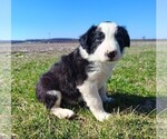 Small Photo #230 Border Collie Puppy For Sale in NORBORNE, MO, USA